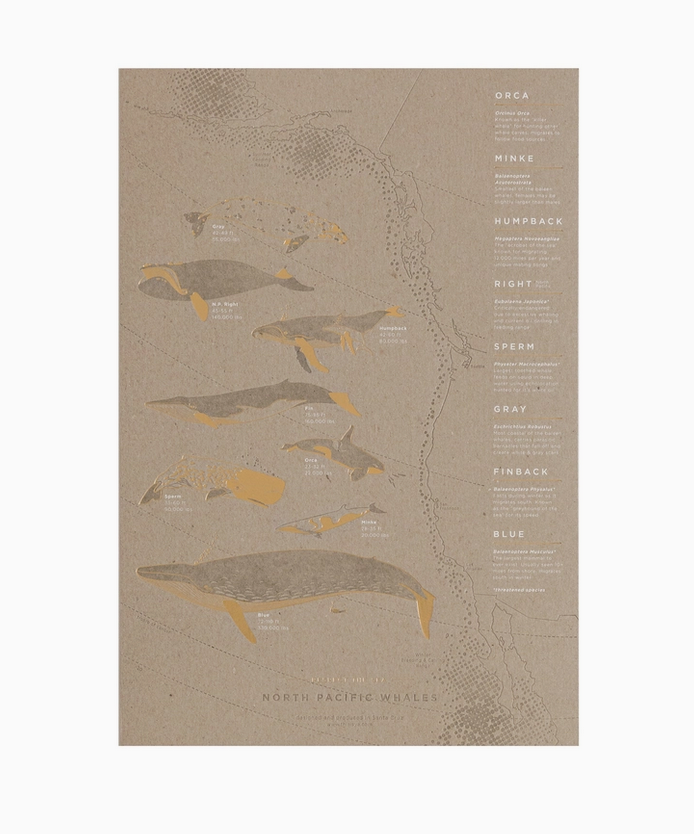 YAC • North Pacific Whale Migration