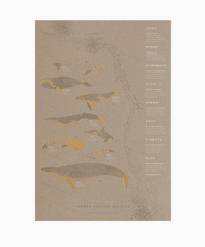 YAC • North Pacific Whale Migration