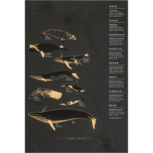 YAC • North Pacific Whale Migration