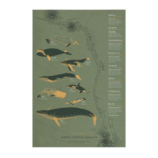 YAC • North Pacific Whale Migration